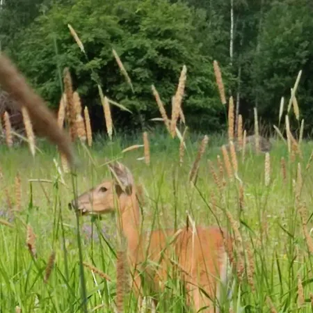 Ellivuori アパート *