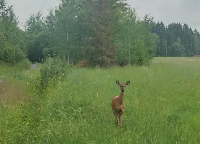 Ellivuori * ساستاملا